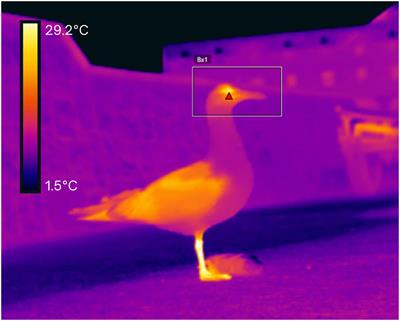 Urban gulls show similar thermographic and behavioral responses to human shouting and conspecific alarm calls